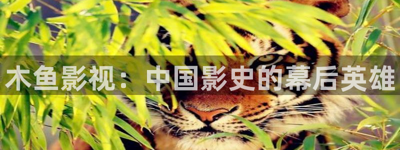 超碰人人人：木鱼影视：中国影史的幕后英雄